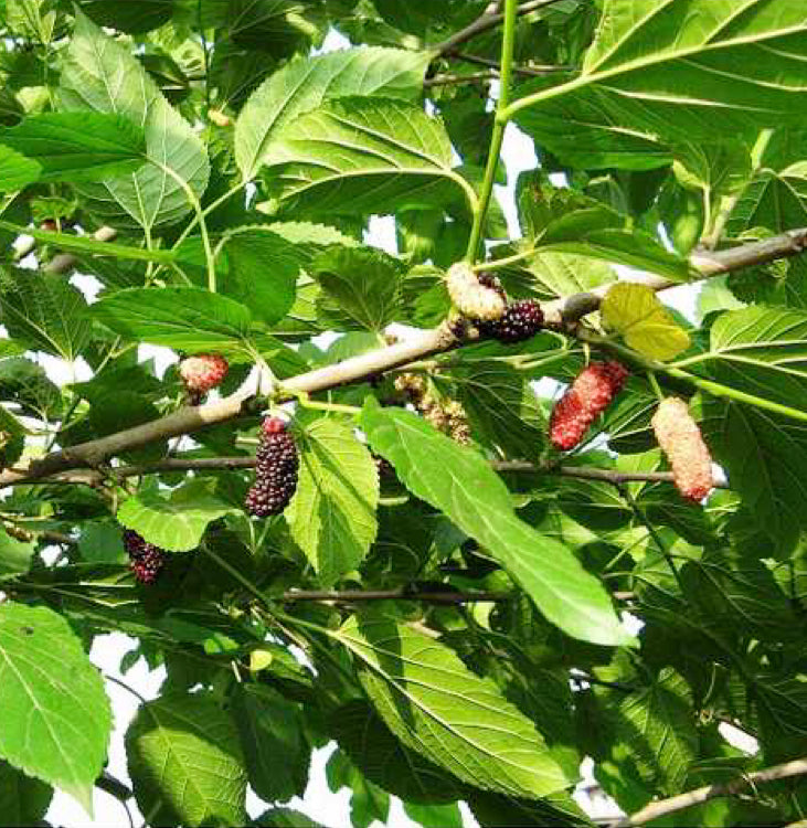 天然野生老树嫩霜桑枝16oz 祛风湿、通经络、行水气