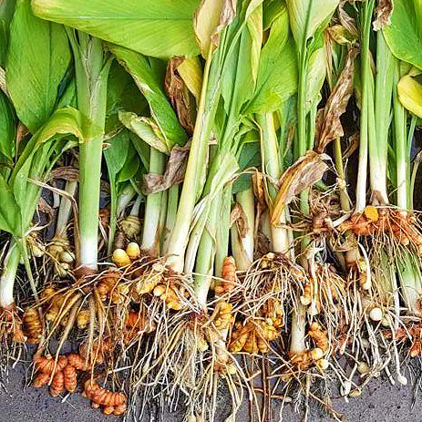 中药材姜黄 活血化瘀、破血行气、通经止痛