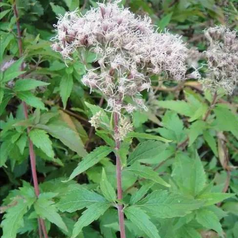 天然佩兰16oz 芳香化湿、消炎杀菌、提神醒脑 亚洲商店11