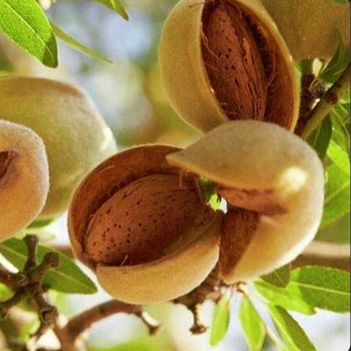 中药材 北杏仁16oz南北杏煲汤止咳平喘、润肠通便、滋补养生 亚洲商店11