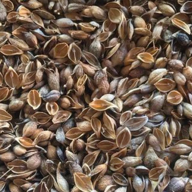 连翘/老翘 疏散风热、利尿通淋