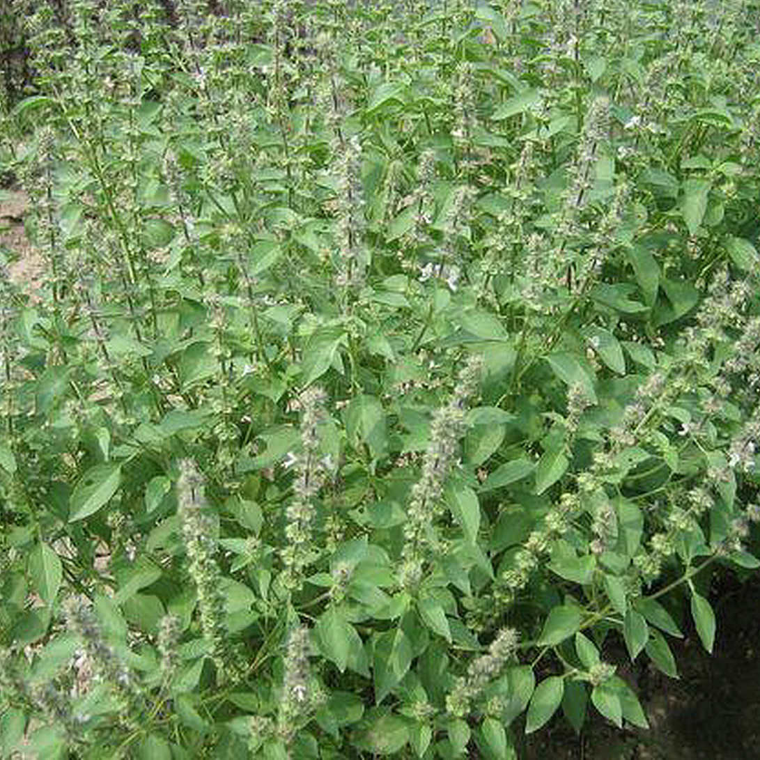 Natural Chinese herbal schizonepeta — induces sweating and releases the exterior, promotes the eruption of rashes and heals sores