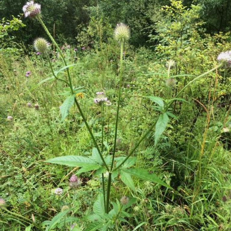 中药材 川续断16oz野生接骨草 补肝肾、强筋骨、活血化瘀 亚洲商店11