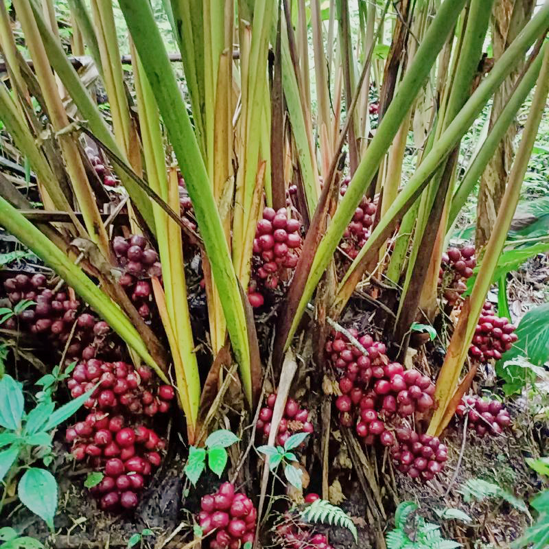 天然草果8oz 辛香料大全 亚洲商店11