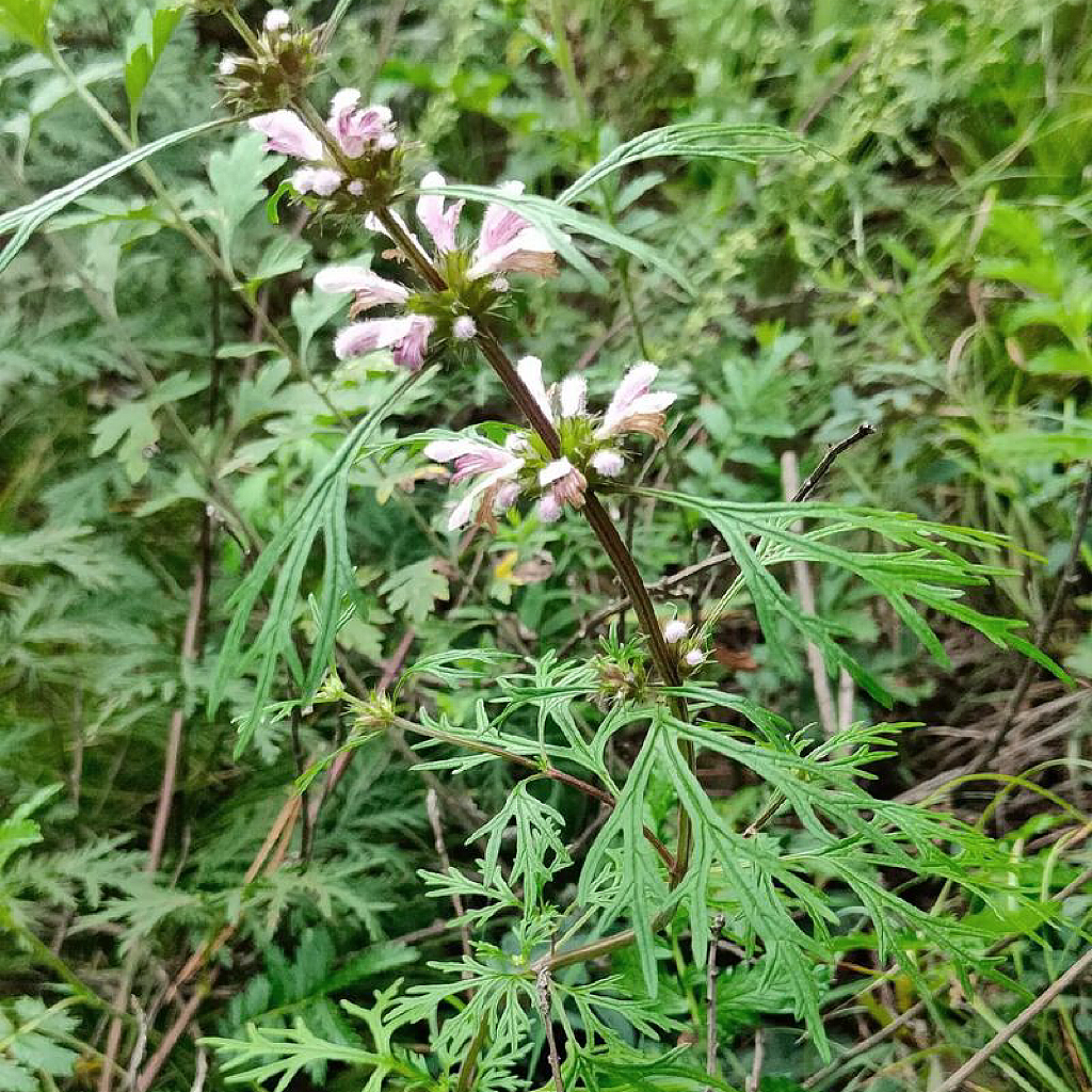 中药材 野生益母草16oz 活血调经 利尿消肿 清热解毒 亚洲商店11