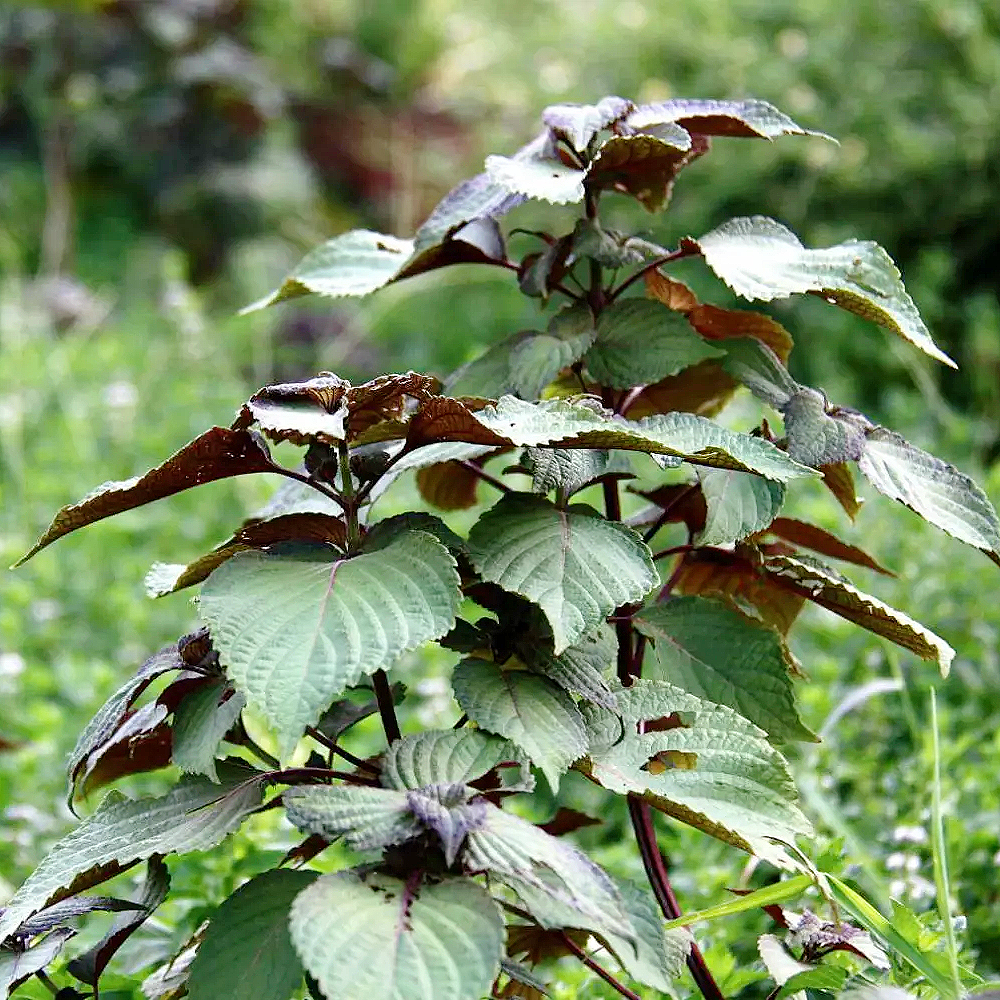 野生紫苏叶16oz 海鲜绝配辛香料去腥提鲜 泡水解表散寒、行气和胃、理气安胎、抗菌消炎 asianstore11