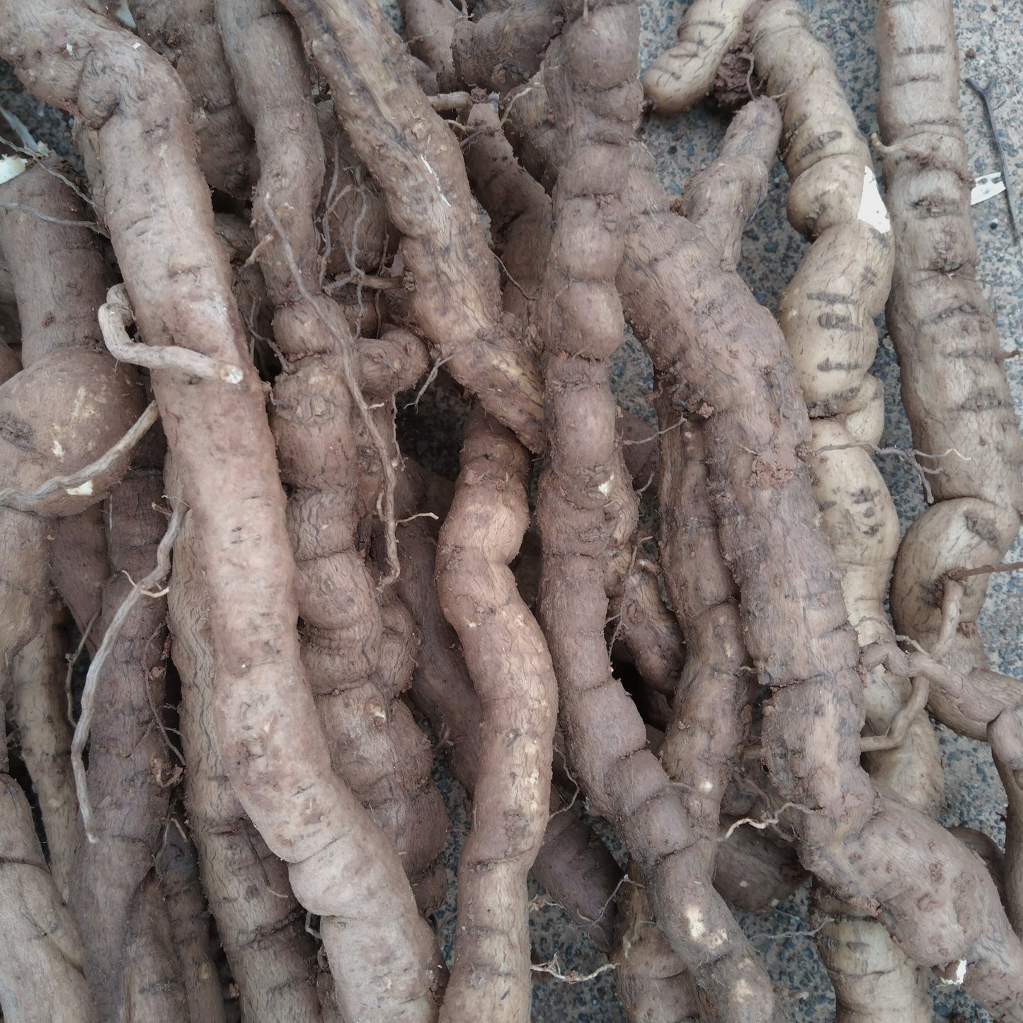 中药材 粉防已16oz 祛风除湿、利水消肿、活血通经 亚洲商店11