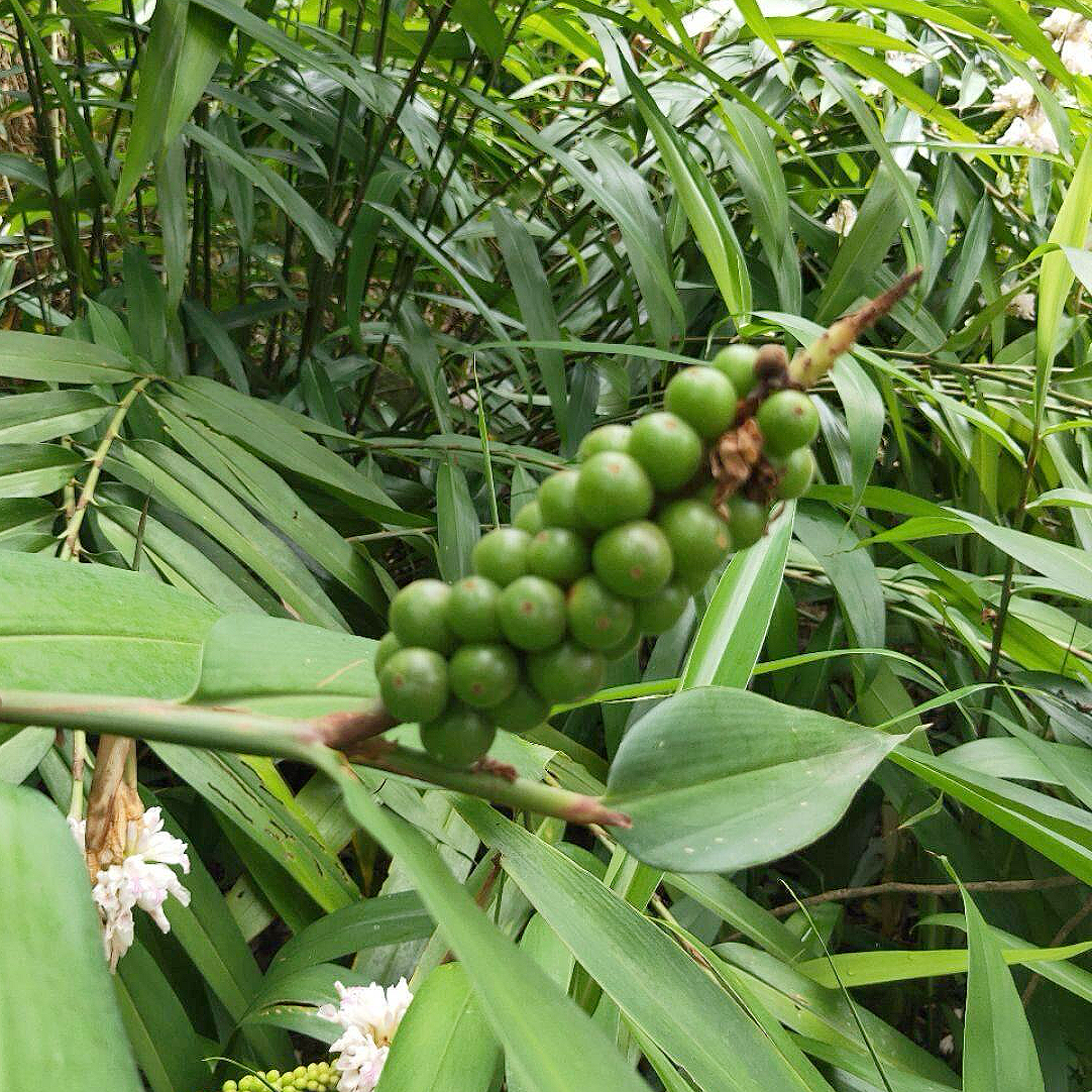 天然无硫益智仁 泡水温脾补肾 固精缩尿 益智安神