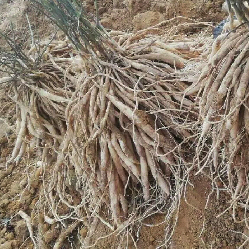 中药材 百部根16oz 化痰、止咳、润肺 亚洲商店11