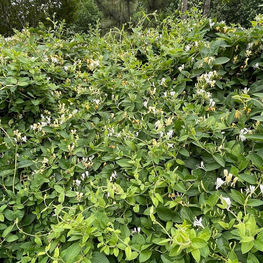 天然金银花藤/忍冬藤14oz 泡水清热解毒、舒筋活络、抑菌平喘 亚洲商店11