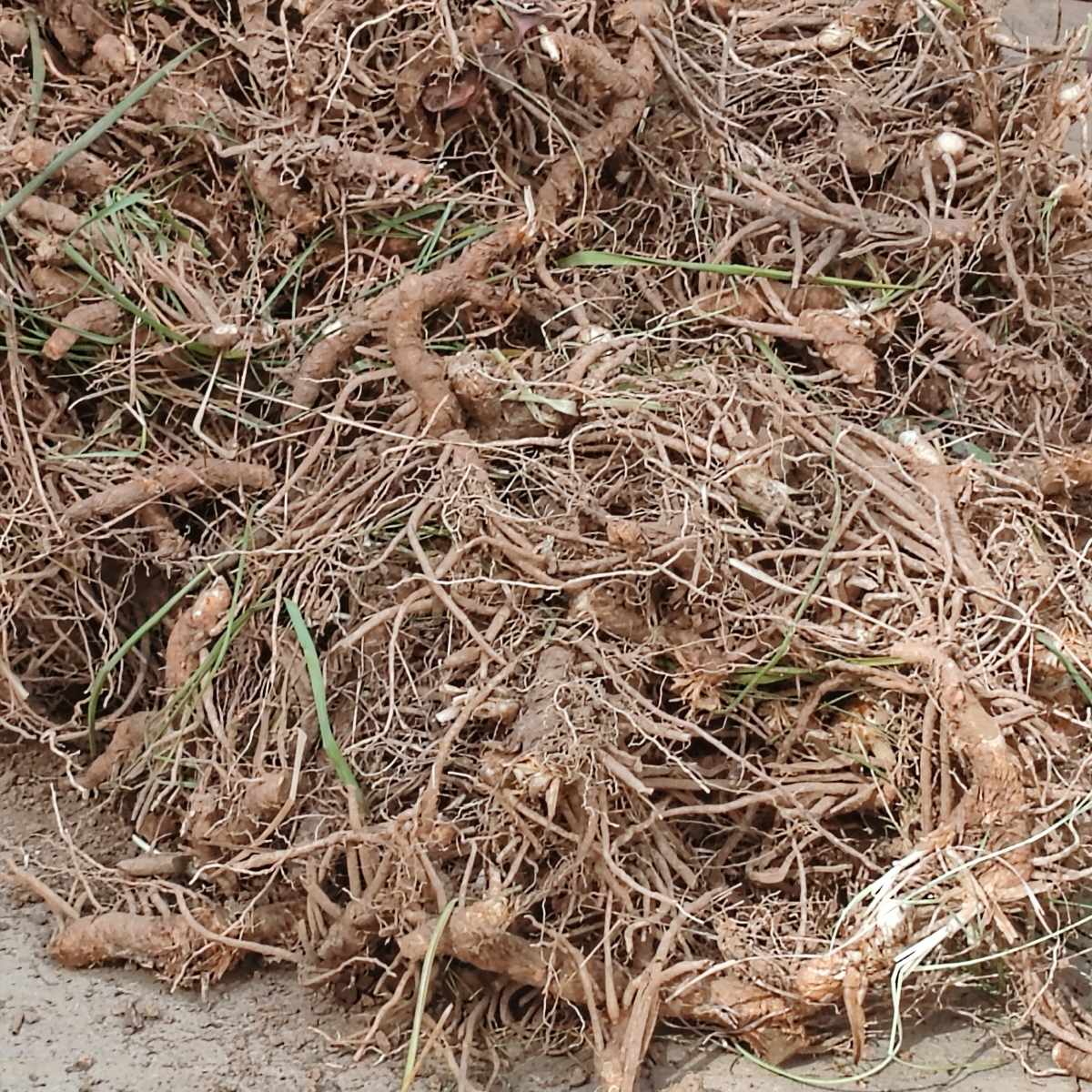 中药材 野生知母16oz 清热泻火、滋阴润燥 asianstore11