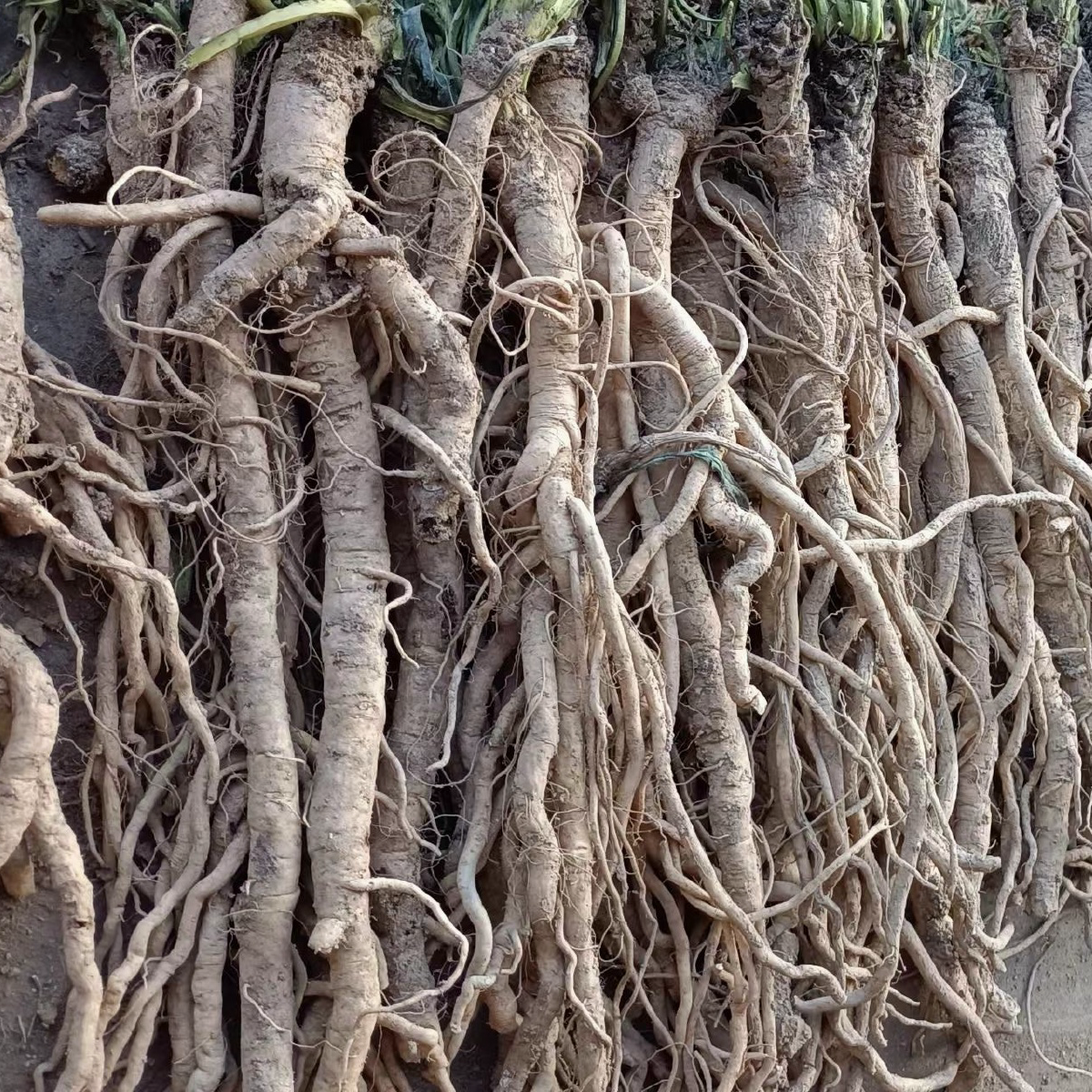 中药材 北板蓝根16oz 清热解毒 凉血利咽 抗菌消炎 防流感 亚洲商店11