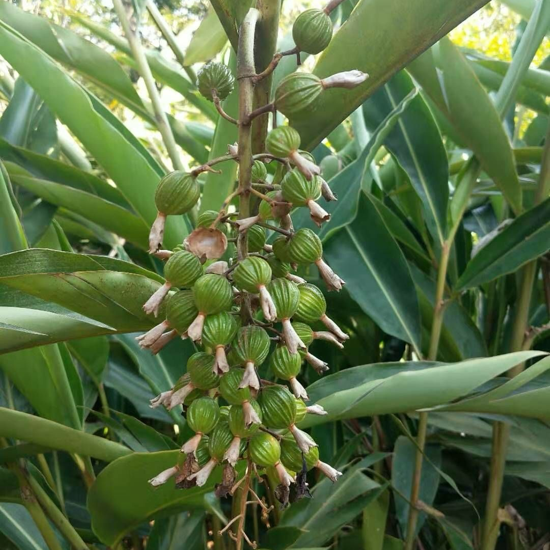 天然香砂仁16oz 辛香料大全 asianstore11