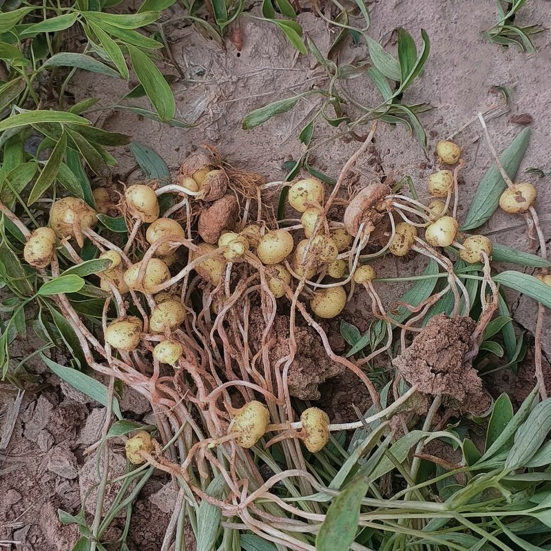 延胡索/元胡 活血化淤、行气止痛、利尿消肿、镇静安神