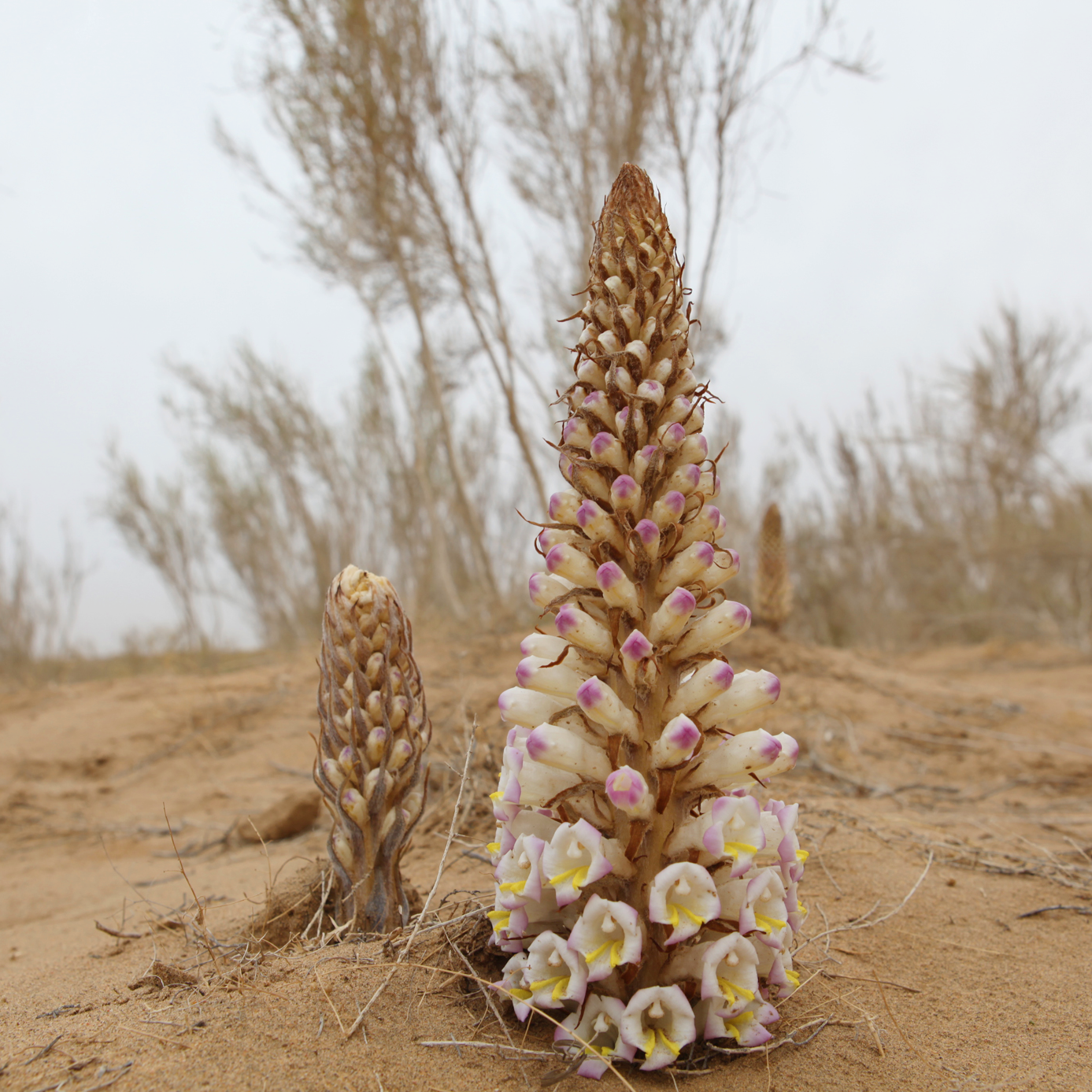 内蒙野生肉苁蓉250g 真空精选油性菊花芯片 温宫散寒、抗衰老、益精血、补肾阳