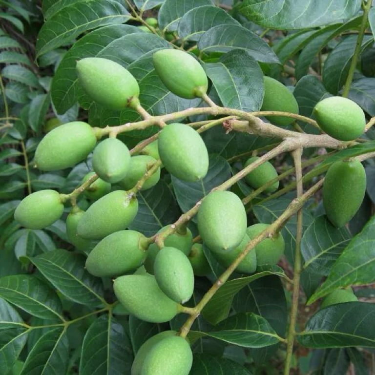 中药材 胖大海16oz泡水清热润肺 利咽开音 润肠通便 亚洲商店11