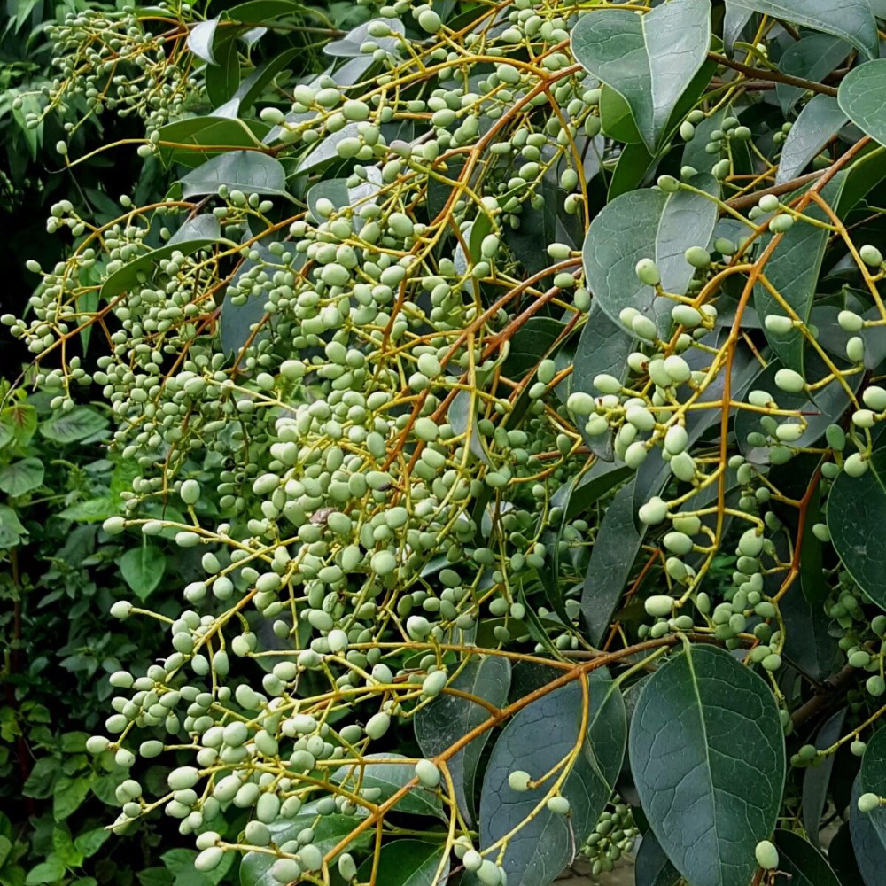 中药材 制女真子16oz 泡水滋补肝肾、明目乌发、强筋健体 亚洲商店11