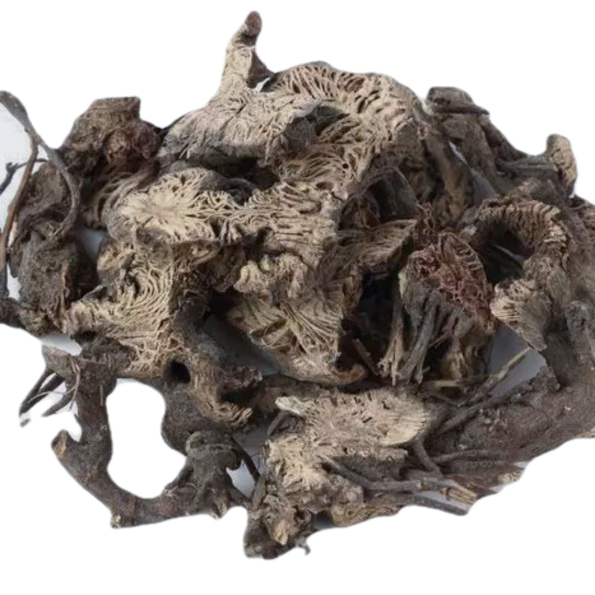 辽宁野生关升麻 具有发汗解表、退热透疹、解百毒等