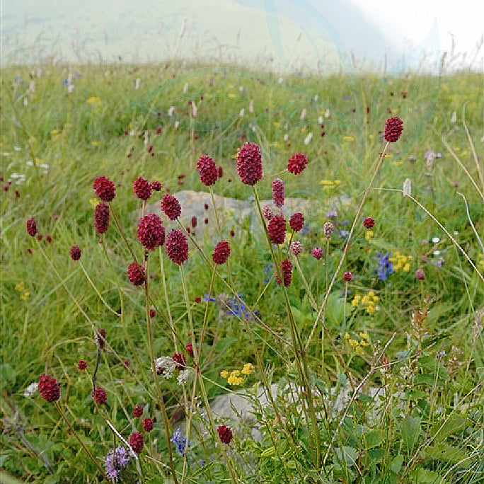 中药材地榆炭 凉血止血、解毒敛疮、抗菌抗炎