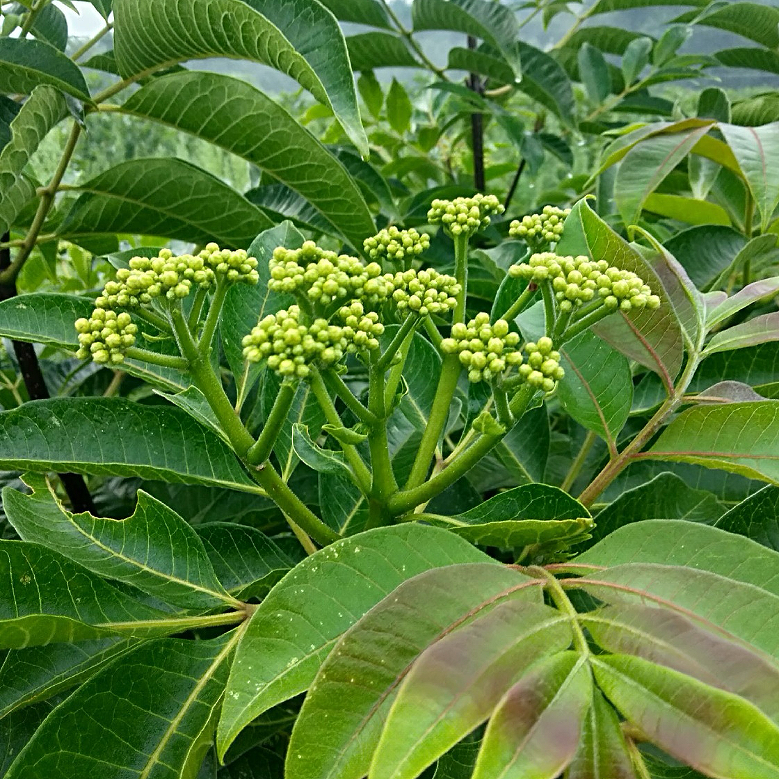 中药材 天然吴茱萸16oz精选小花 泡水煲汤具有散寒止痛、降逆止呕、助阳止泻 亚洲商店11