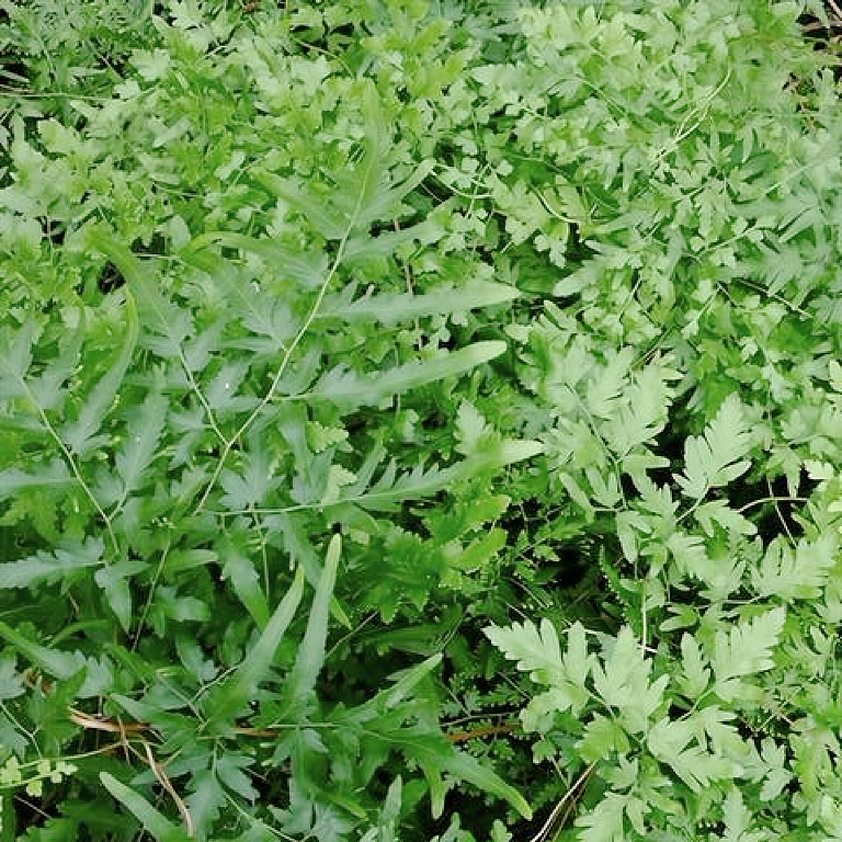 野生海金沙藤/海金沙草16oz 清热解毒、利水通淋、活血通络 asianstore11