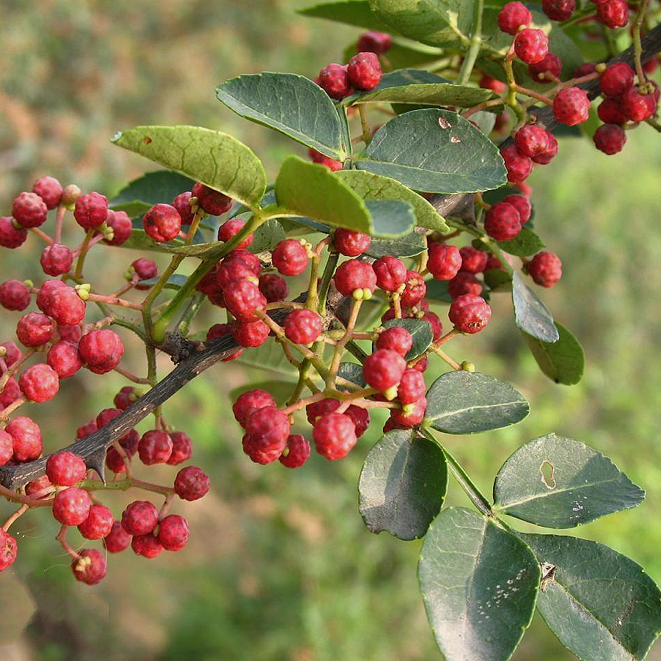 四川特级大红袍花椒16oz 亚洲商店11