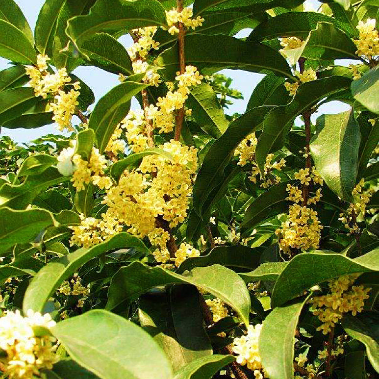 【桂林特产】100%天然无硫3A金桂花 人工挑选当季百年老树飘香泡水祛痰止咳、行气止痛、祛口臭、活血化瘀 亚洲商店11