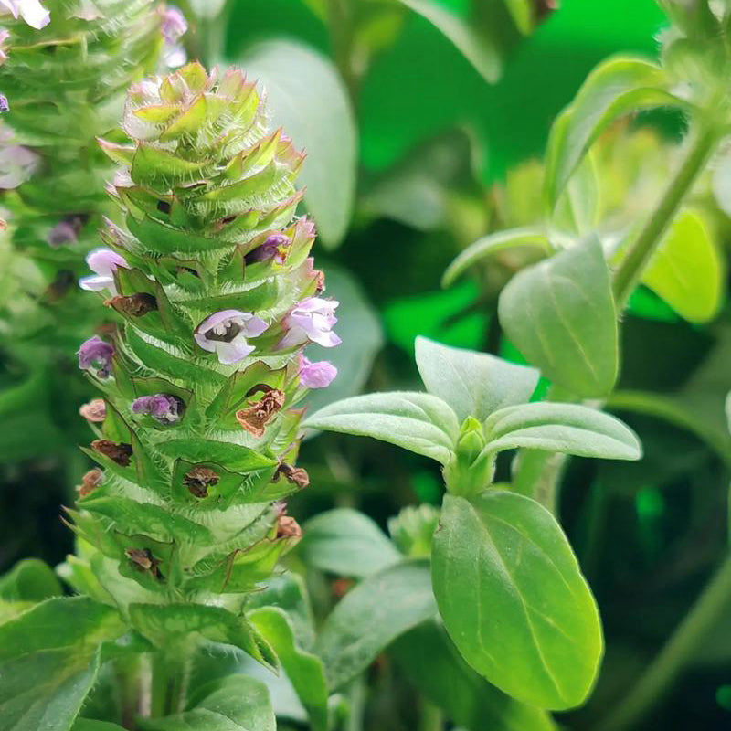 夏枯草/夏枯球12oz当季新草 清肝明目、散结消肿 亚洲商店11