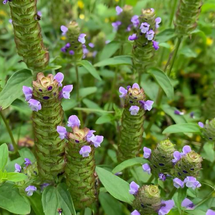 夏枯草/夏枯球12oz当季新草 清肝明目、散结消肿 亚洲商店11