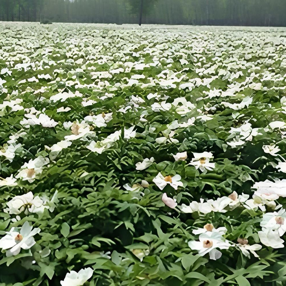 中药材炒白芍 泡水健脾和胃、养血敛阴、柔肝止痛