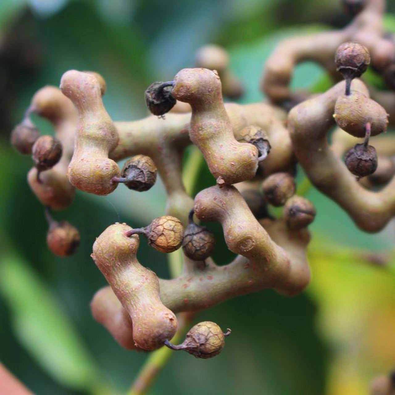 野生枳椇子/拐枣泡酒泡茶清热解毒利尿、解酒护肝、利尿消肿 亚洲商店11