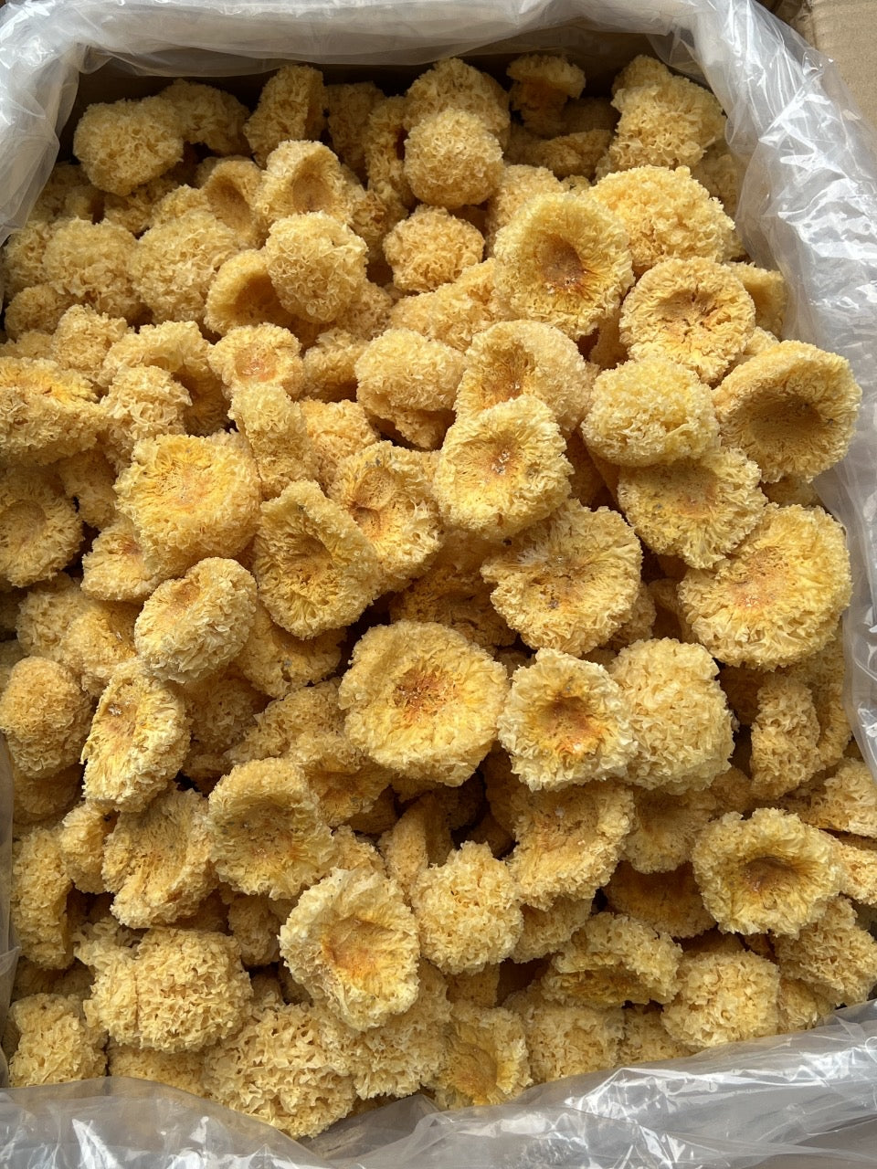 仿野生椴木小银耳 8oz / 滋阴润肺 养颜护肤