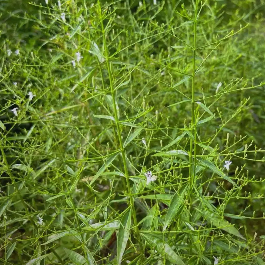 中草药穿心莲 清热解毒、凉血消肿 亚洲商店11