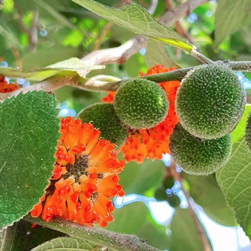天然楮实子 补肾助阳、清肝明目、抗氧化