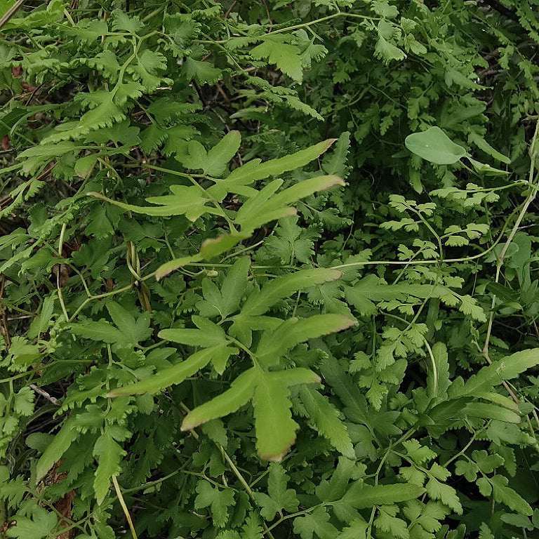 天然海金沙 清利湿热，通淋止痛，利水消肿