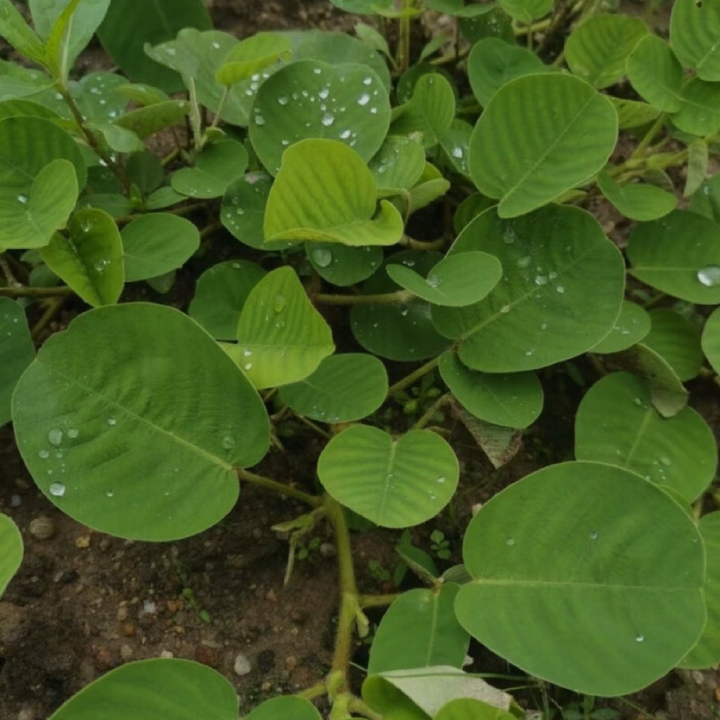 天然广金钱草 清热利湿，利尿通淋等