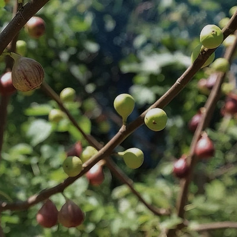 Lát sung Tân Cương ngâm nước giúp thanh nhiệt, làm dịu cổ họng, giải độc, giảm sưng, kiện tỳ, hỗ trợ tiêu hóa, v.v.