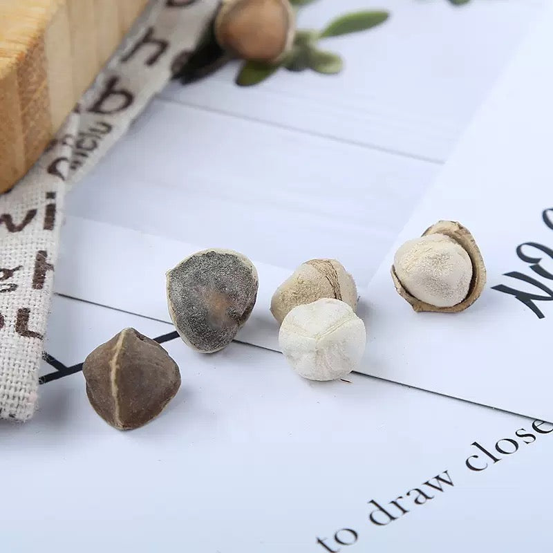 Hạt chùm ngây tự nhiên – chống oxy hóa, hỗ trợ giảm cao huyết áp, đường huyết và mỡ máu, lợi tiểu, giảm sưng phù