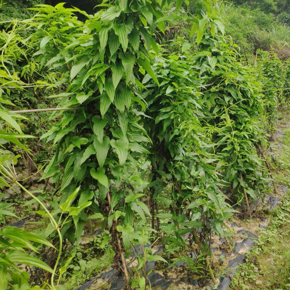 农家百部根 化痰止咳 清热利湿 – asianstore11