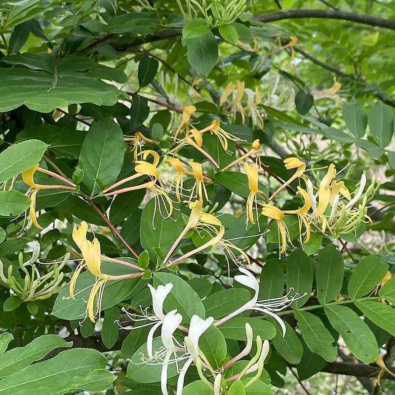 天然金银花藤/忍冬藤14oz 泡水清热解毒、舒筋活络、抑菌平喘 亚洲商店11