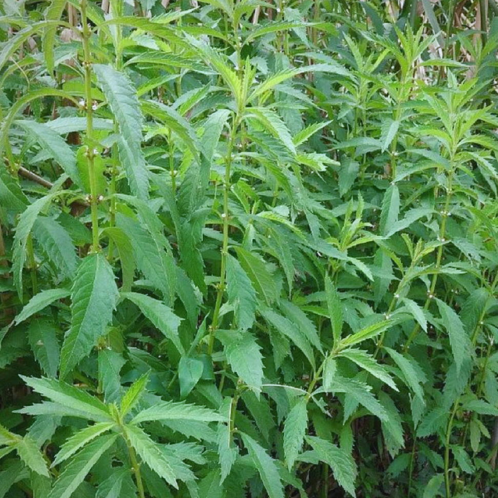 中草药 天然泽兰14oz 活血调经、祛瘀止痛、利水消肿