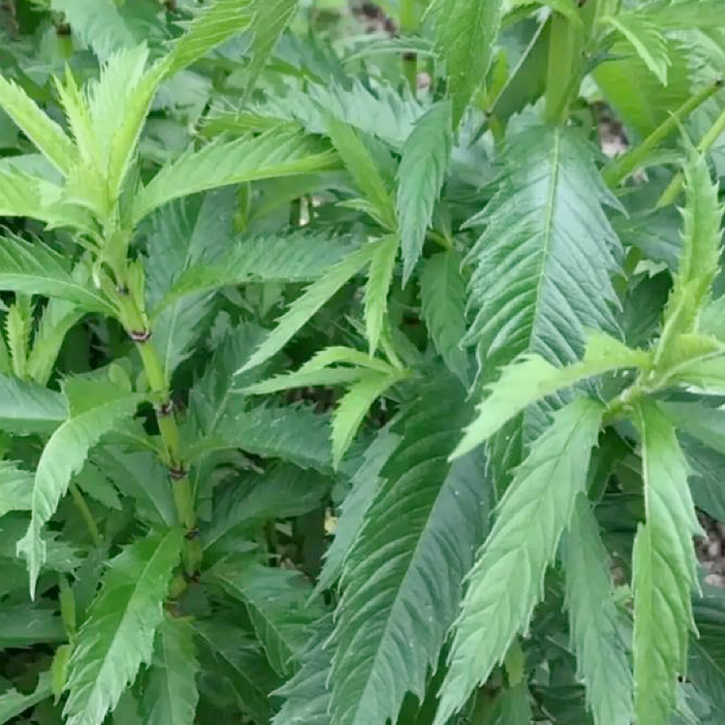 中草药 天然泽兰14oz 活血调经、祛瘀止痛、利水消肿