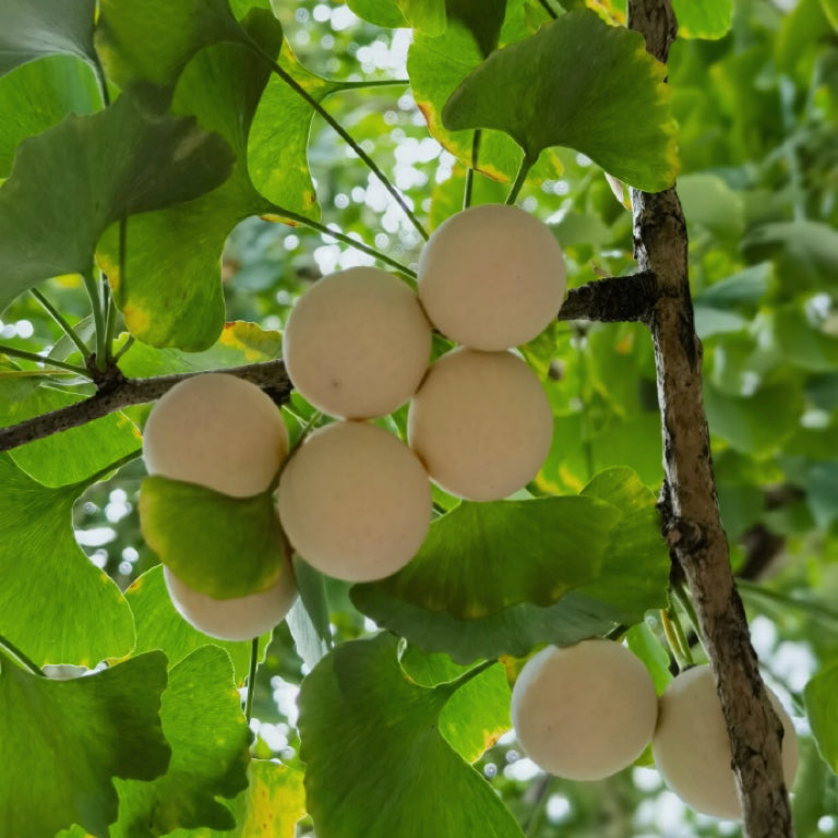 干银杏仁16oz白果煲汤煲粥增强免疫、敛肺气、预防脑血栓 亚洲商店11