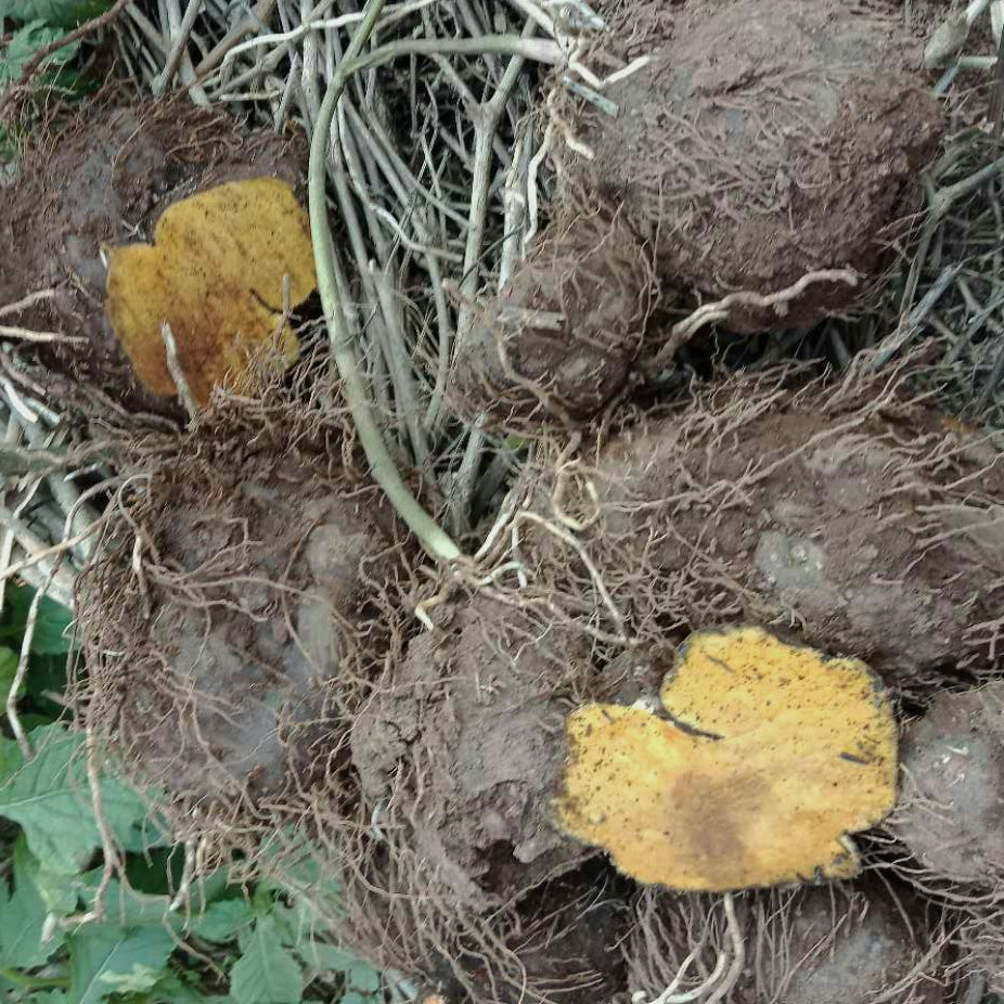 中药材 家种黄药子16oz 清热解毒、化痰止咳、消瘿散结
