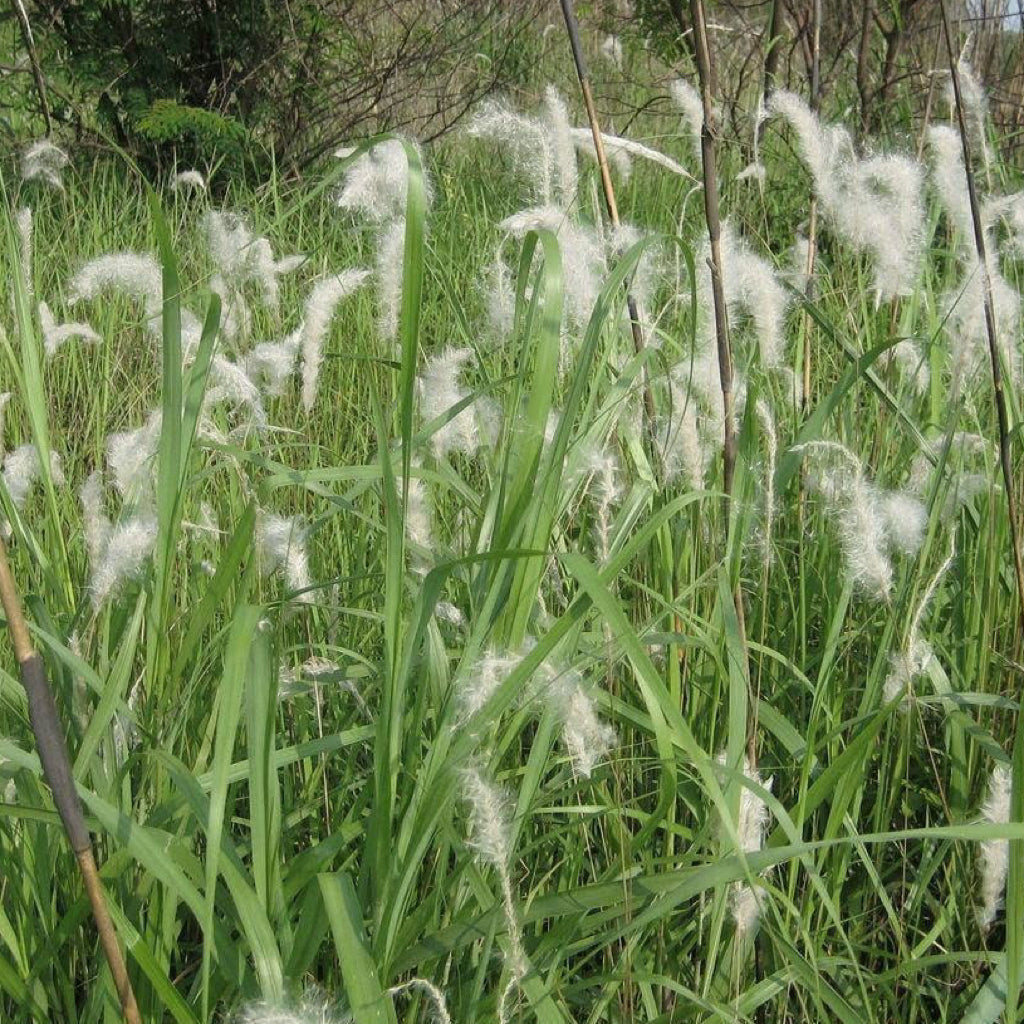 天然水洗茅根/炒茅根14oz无沙泡水具有凉血止血，清热生津，利尿通淋 亚洲商店11