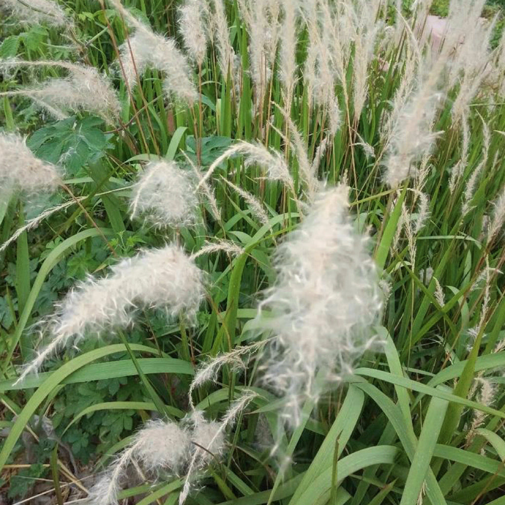 天然水洗茅根/炒茅根14oz无沙泡水具有凉血止血，清热生津，利尿通淋 亚洲商店11