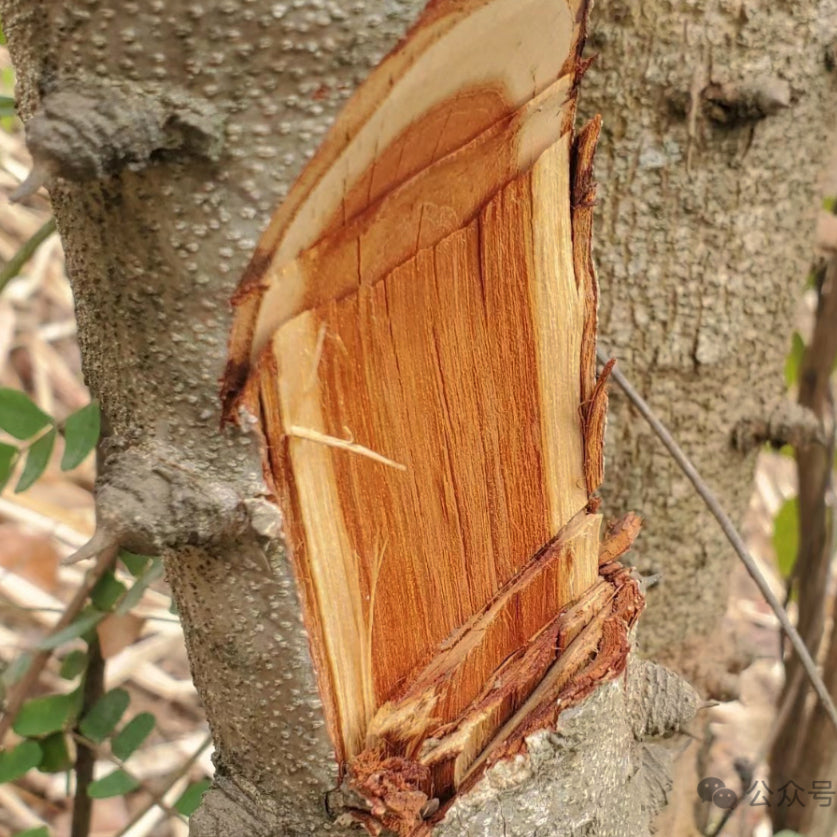纯天然红鸡蛋染料/苏木16oz泡水活血通经、祛瘀止痛 亚洲商店11