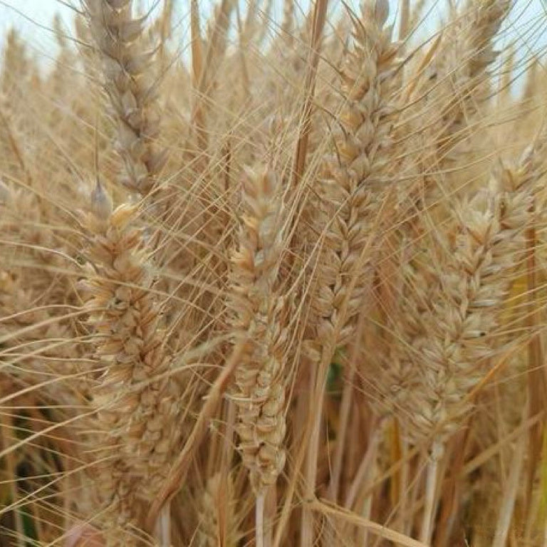 精选道地淮小麦 养心安神、益气养阴、健脾和胃、敛汗除蒸