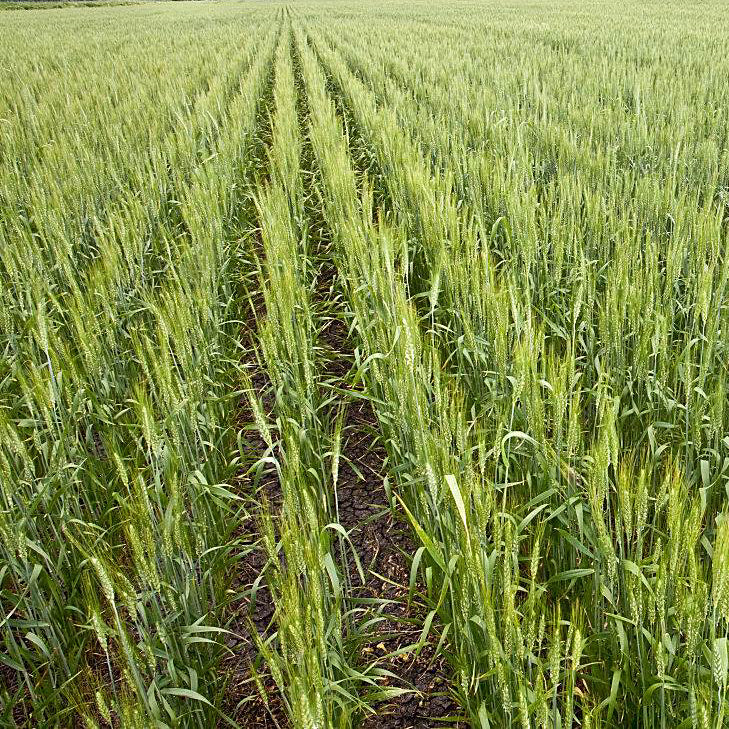 精选道地淮小麦 养心安神、益气养阴、健脾和胃、敛汗除蒸