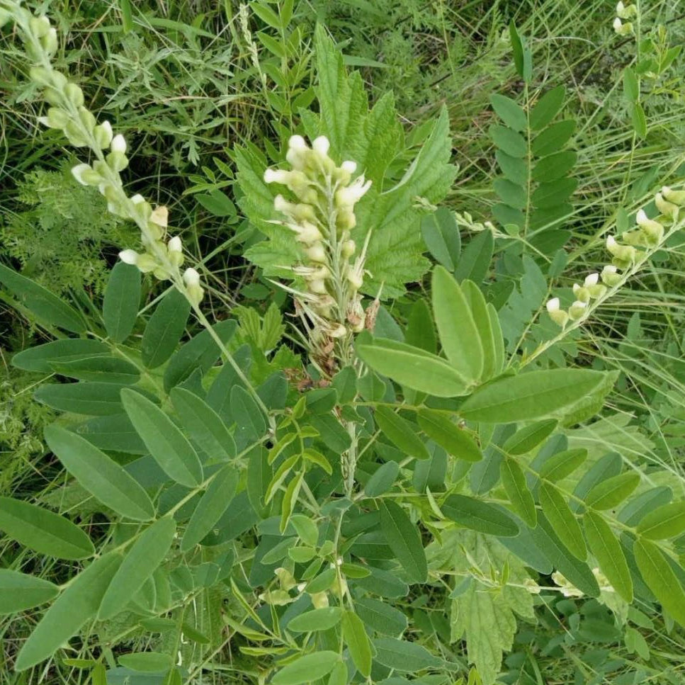 中草药苦参 泡水清热燥湿、杀虫止痒 亚洲商店11